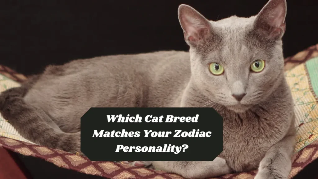 Which Cat Breed Matches Your Zodiac Personality?