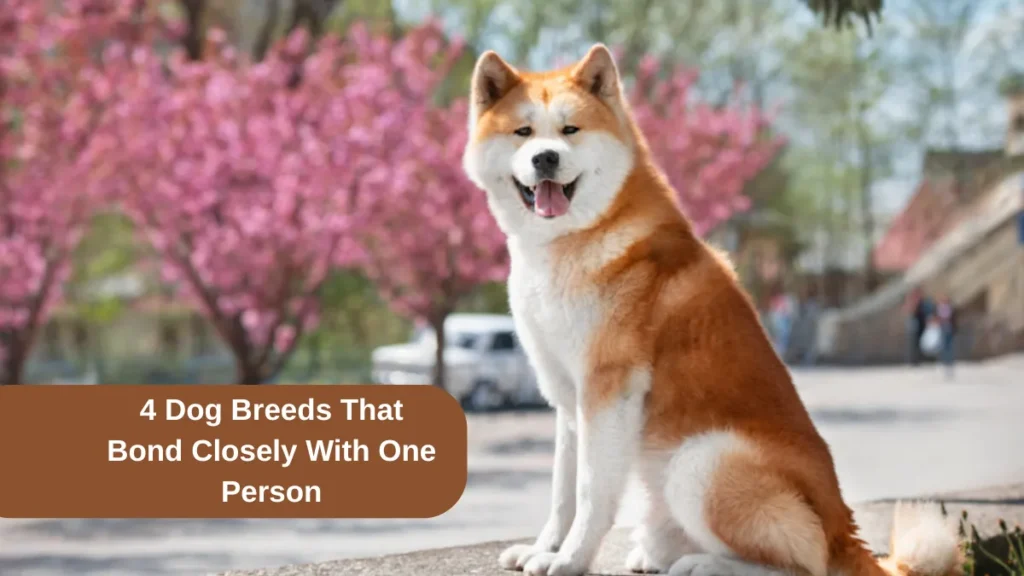 4 Dog Breeds That Bond Closely With One Person