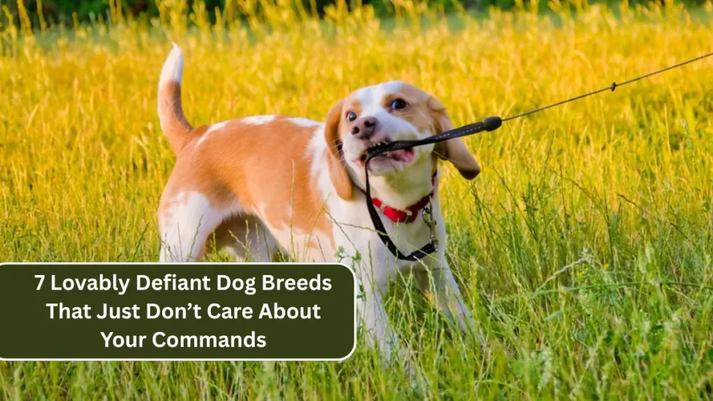7 Lovably Defiant Dog Breeds That Just Don’t Care About Your Commands