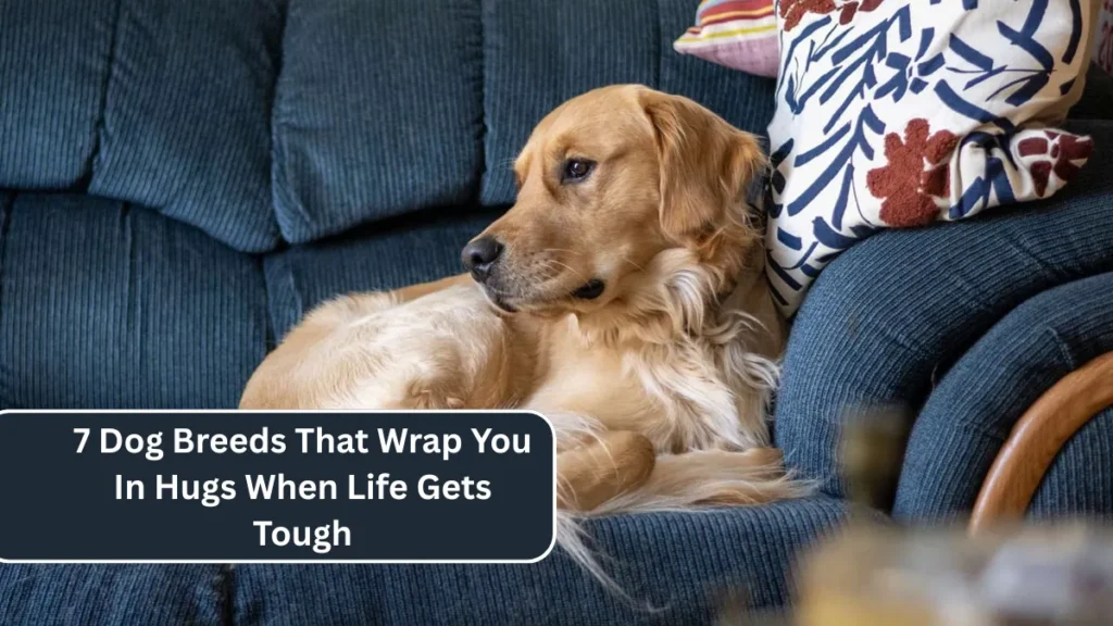 7 Dog Breeds That Wrap You In Hugs When Life Gets Tough