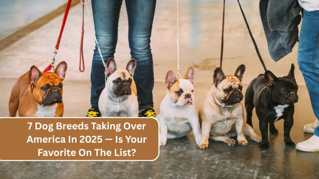 7 Dog Breeds Taking Over America In 2025 — Is Your Favorite On The List?