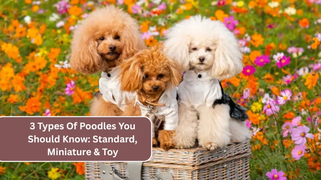 3 Types Of Poodles You Should Know: Standard, Miniature & Toy