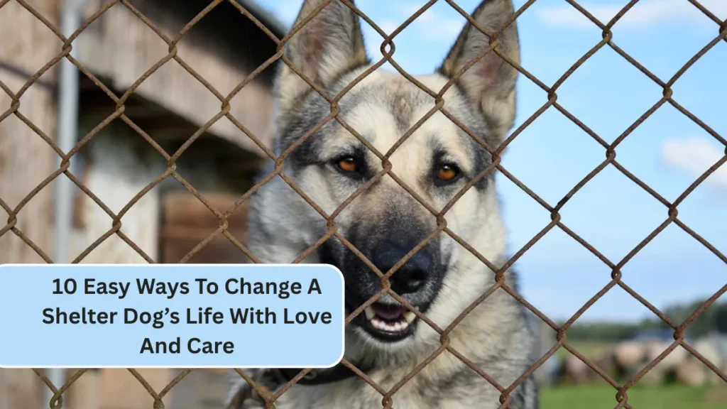 10 Easy Ways To Change A Shelter Dog’s Life With Love And Care