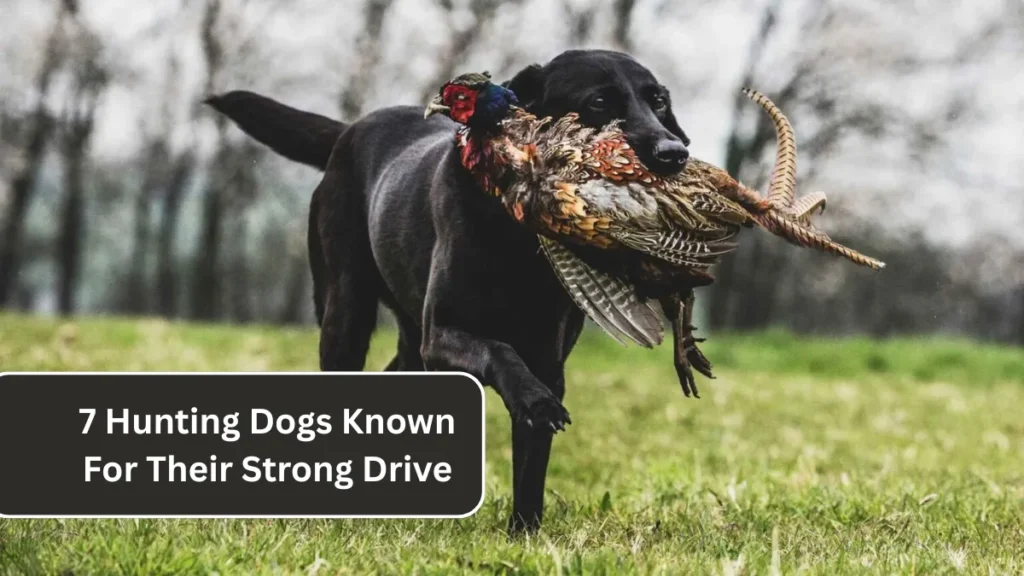 7 Hunting Dogs Known For Their Strong Drive