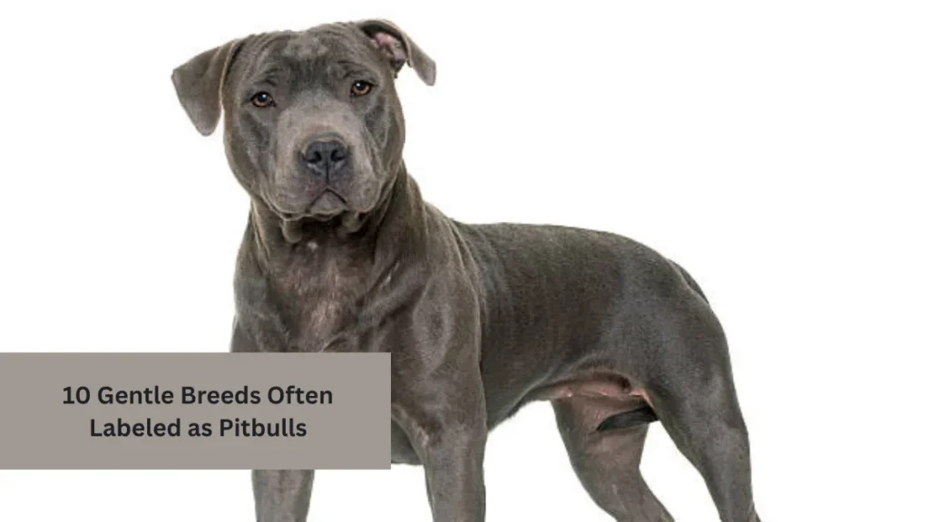 10 Gentle Breeds Often Labeled as Pitbulls