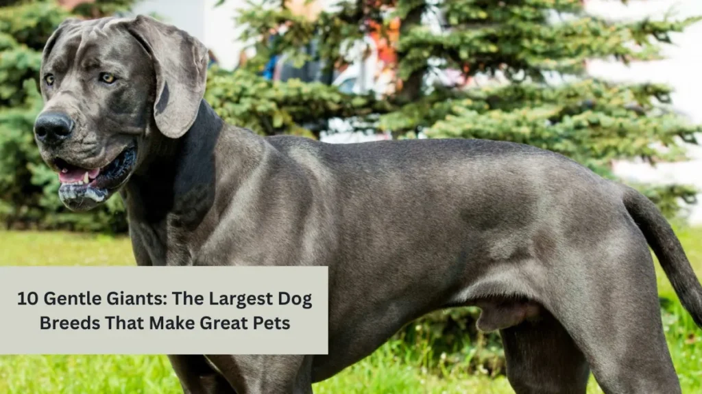 10 Gentle Giants: The Largest Dog Breeds That Make Great Pets