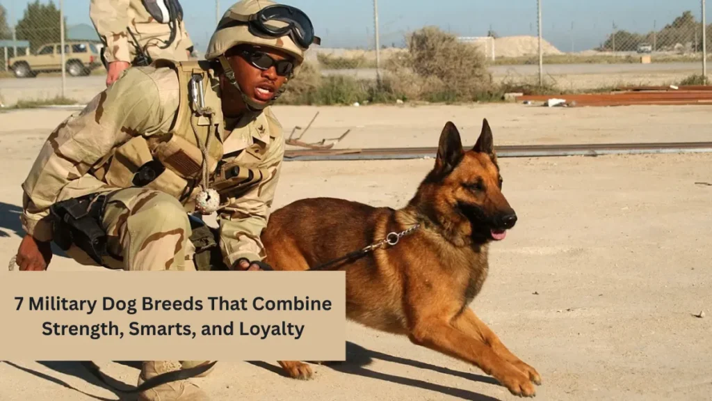 7 Military Dog Breeds That Combine Strength, Smarts, and Loyalty