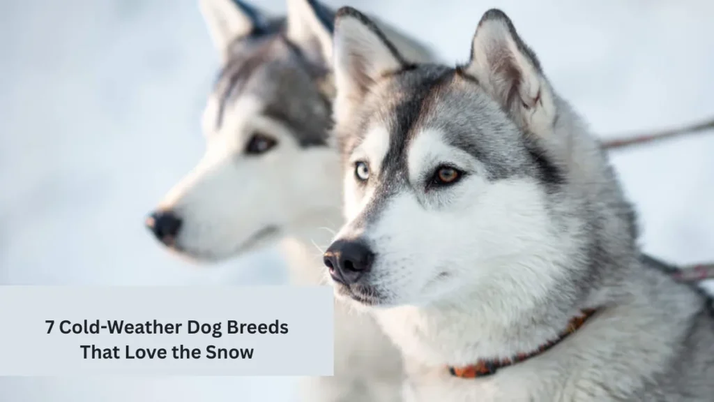 7 Cold-Weather Dog Breeds That Love the Snow