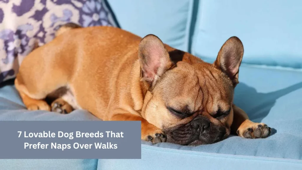7 Lovable Dog Breeds That Prefer Naps Over Walks