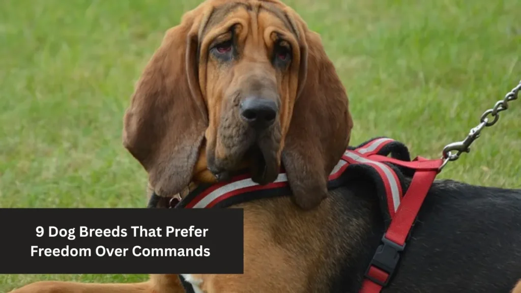 9 Dog Breeds That Prefer Freedom Over Commands