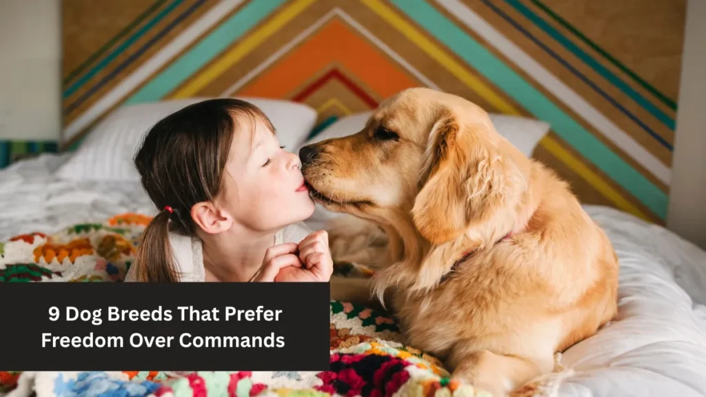 7 Sweetest Dog Breeds That Love to Snuggle and Be Loved