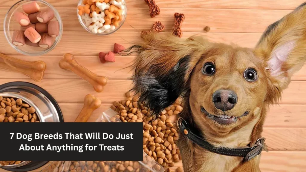 7 Dog Breeds That Will Do Just About Anything for Treats!