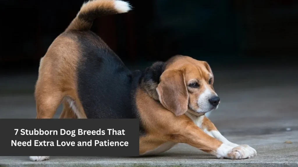 7 Stubborn Dog Breeds That Need Extra Love and Patience