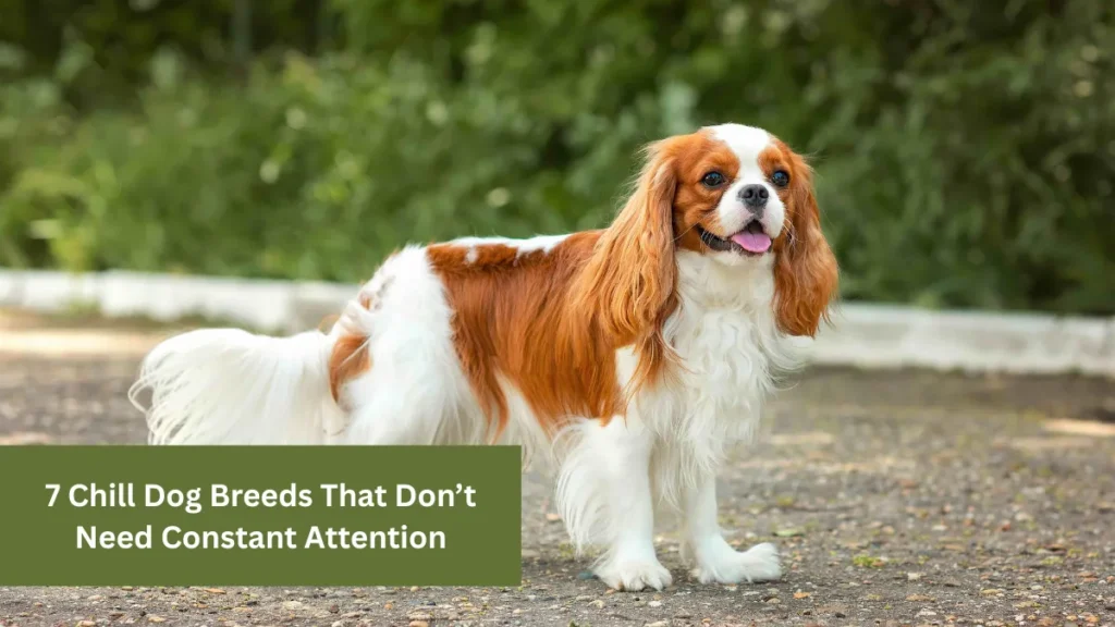 7 Chill Dog Breeds That Don’t Need Constant Attention