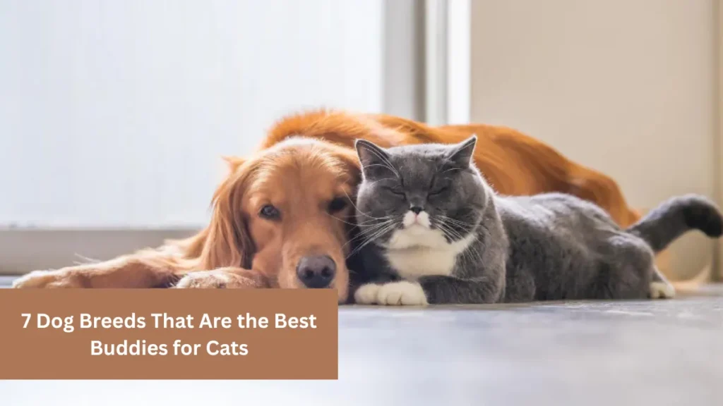 7 Dog Breeds That Are the Best Buddies for Cats