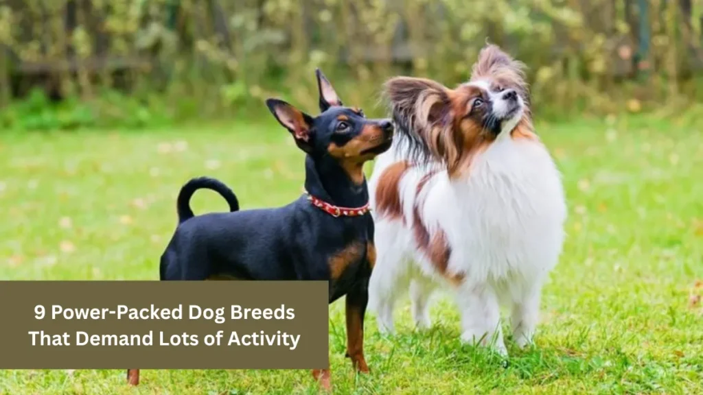 9 Power-Packed Dog Breeds That Demand Lots of Activity