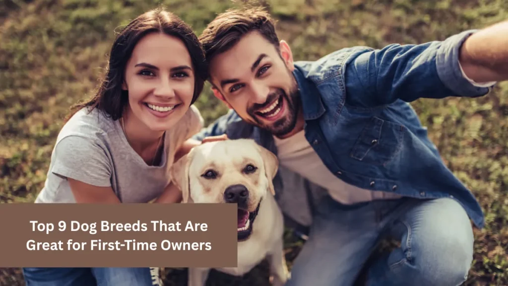 Top 9 Dog Breeds That Are Great for First-Time Owners