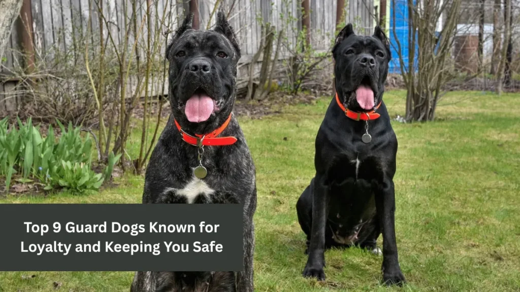 Top 9 Guard Dogs Known for Loyalty and Keeping You Safe