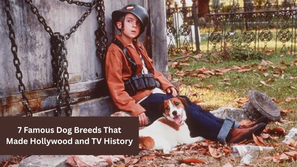 7 Famous Dog Breeds That Made Hollywood and TV History