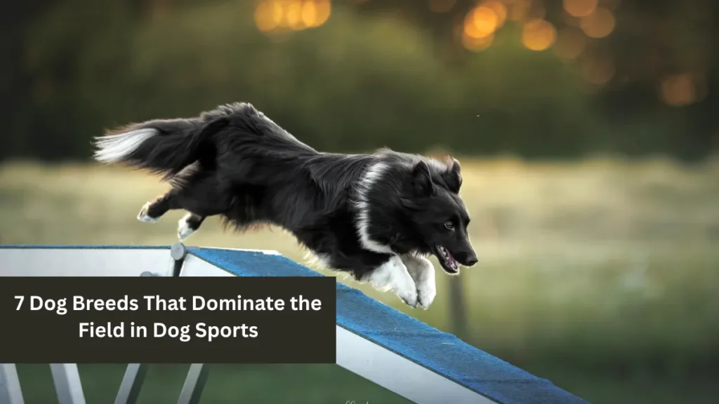 7 Dog Breeds That Dominate the Field in Dog Sports