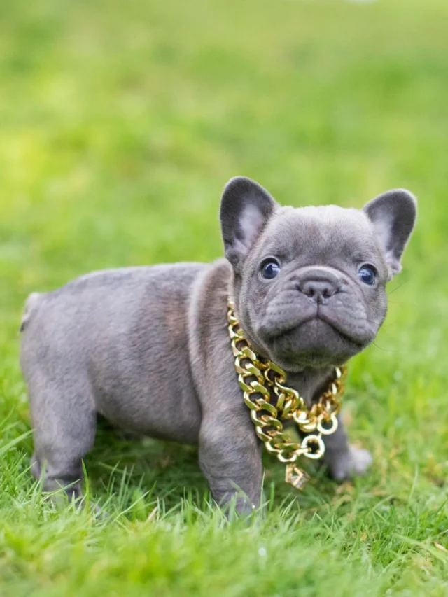 8 Calm Dog Breeds That Are Perfect for Apartment Living