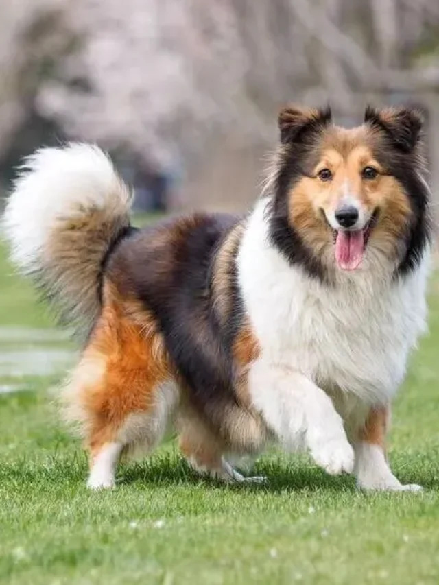 7 Smartest Dog Breeds That Are Easy to Train