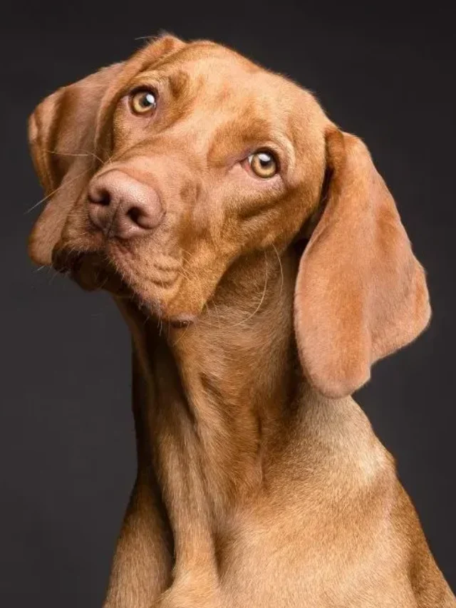 8 Remarkable Hunter Dog Breeds: Nature’s Trackers with a Heart of Gold