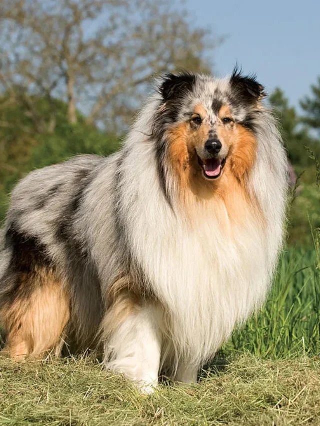 8 Long-Coated Dog Breeds You’ll Fall in Love With: Fluffy, Fabulous, and Full of Charm!