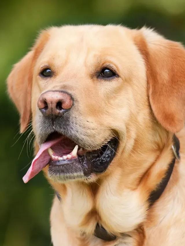 5 Surprising Facts About Labradors You Probably Didn't Know!
