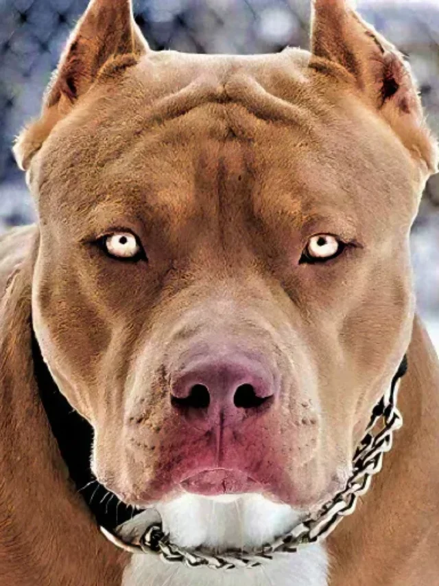 Think You Know Pit Bulls? These 5 Facts May Shock You!